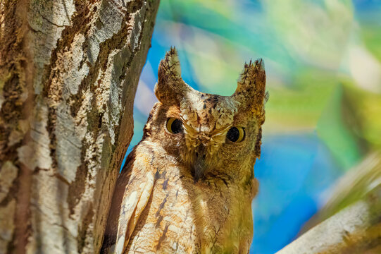 Close up shot of Eurasian Scops Owl bird setting on a tree branch and camouflaged. Close up portrait shot of Eurasian Scops Owl with yellow eye ..