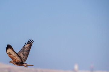 Flying shot of Long legged Buzzard in sky . Common Buzzard flying in desert sky. Action flying shot of bird...