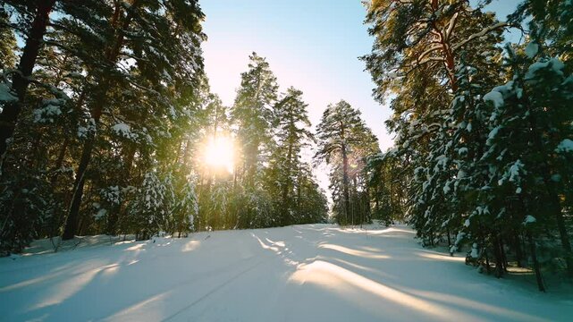 winter tracked forest at sunset