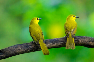 Yellow bulbul bird pair setting on the tree branch and looking for food on high alert. Nature habit of the birds...