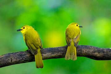 Yellow bulbul bird pair setting on the tree branch and looking for food on high alert. Nature habit of the birds.