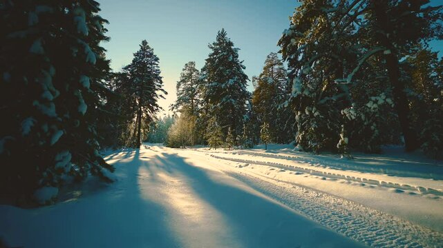 winter tracked forest at sunset