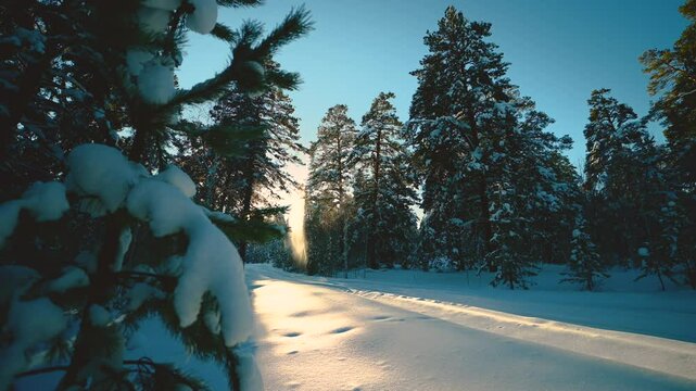 winter tracked forest at sunset