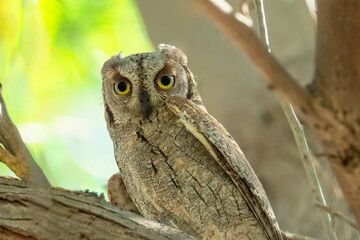 Eurasian Scops Owl sitting on a tree with eye opened. Close up shot of the Eurasian Scops own looking at the camera with yellow eyes. ..