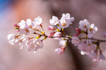 White cherry tree flower in spring. Blossoming tree brunch with white flowers on blue background. Spring flowers, blossom, white apple tree flowers. Blossoming tree brunch with white flowers on bokeh.