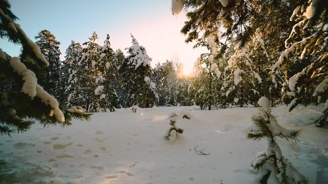 winter tracked forest at sunset