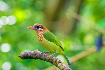 White-cheeked Barbet Perched on a Tree Branch with a Soft Blurred Background...