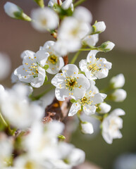 A close up of a white flower with a yellow center
