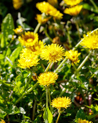 A bunch of yellow flowers are in a field