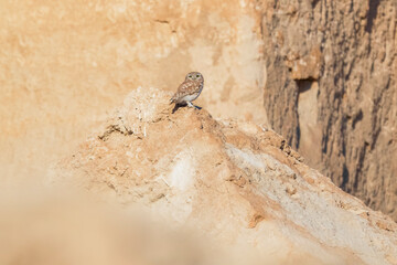 Little owl in natural habitat Athene noctua. Little owl bird camaflauged in desert rocky stones and relaxing . Migration of birds with Copy space. Closeup shot of little owl.