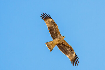 Bird of prey Black kite (Milvus migrans) flying isolated on a clean background. Black kite bird in flight. The hawk (Black kite)