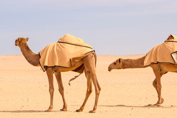 Wild desert camel portrait view in desert isolated view. Wild Desert camel roaming on desert...