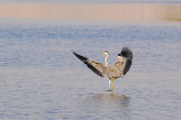 Flying portrait shot of gray heron birds. Gray heron bird landing on water with wings fully opened.