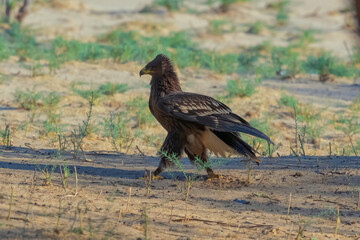Portrait image of Greater Spotted Eagle (Lophaetus clangus) bird walking angry . Isolated background.