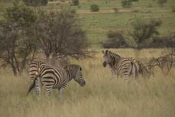 Zebras in the bush field