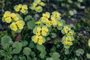 Chrysosplenium alternifolium blooms in the wild in spring