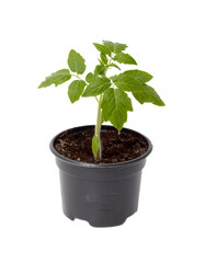 A small plant is in a black plastic pot