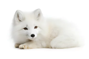 Poster Arctic Fox Portrait: An arctic fox, a symbol of resilience and beauty, rests peacefully, its thick white fur gleaming.  Its captivating gaze draws the viewer in.
