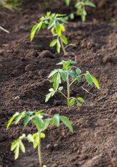 A row of tomato plants are growing in the dirt