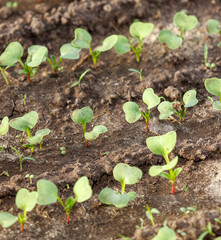 A field of green plants with a few brown spots