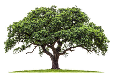 Obraz premium Majestic oak tree stands tall in a green meadow under bright sunlight isolated on transparent background