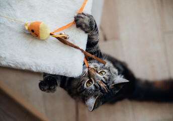 A young tabby kitty sits on the floor and looks up at the toy.