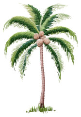 PNG Tree coconut plant arecaceae.