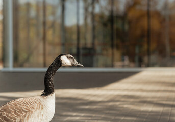 Canadian goose head in focus at park