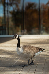 Close-up of goose with feathers