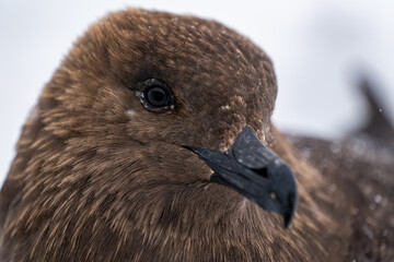 Portrait of South Polar Skua. Stercorarius maccormicki.