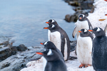 Gentoo penguins in Antarctica. Wild nature.