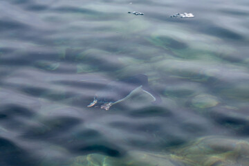 Gentoo penguins jumping and swiming in the ocean. Penguins near