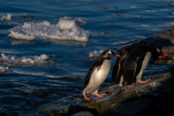 Fototapeta premium Gentoo penguins in Antarctica. Wild nature.