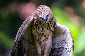 Changeable hawk eagle with a fierce gaze