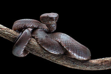 Flat nose pit viper coiled around a branch