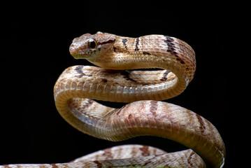 Obraz premium Dog-toothed Cat Snake in attack position