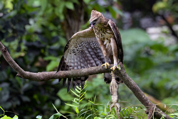 Changeable hawk eagle with a fierce gaze