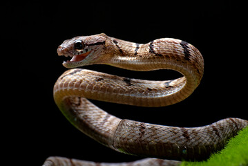 Dog-toothed Cat Snake in attack position