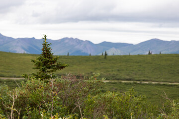 Fototapeta premium Pine tree in front of a mountain landscape