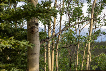 Fototapeta premium Birch tree trunks surrounded by lush pine branches