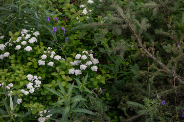 White Vanhoutte spirea flowers framed by greenery