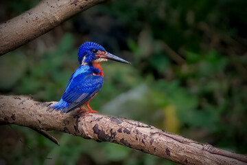 photo of the blue-eared kingfisher