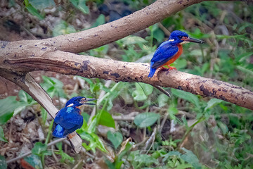 photo of the blue-eared kingfisher