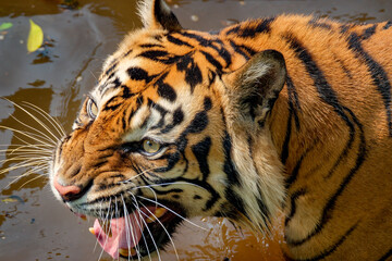 Photo of the Sumatra tiger (Panthera tigris tigris)
