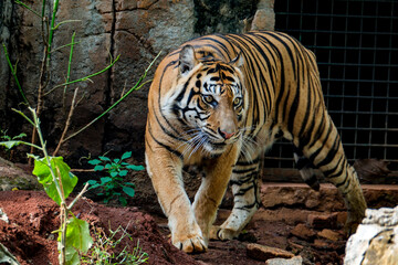 Photo of the Sumatra tiger (Panthera tigris tigris)