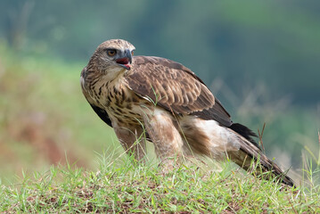 Changeable hawk eagle with a fierce gaze