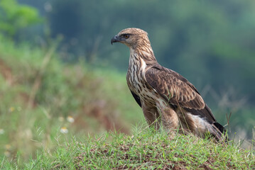 Changeable hawk eagle with a fierce gaze