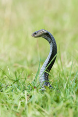Fototapeta premium Javanese spitting cobra on a grassland
