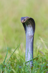 Fototapeta premium Javanese spitting cobra on a grassland