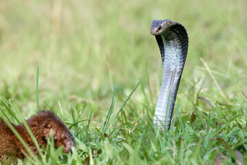 Javanese spitting cobra on a grassland
